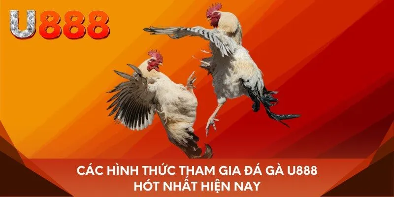 Các hình thức tham gia đá gà U888 hót nhất hiện nay