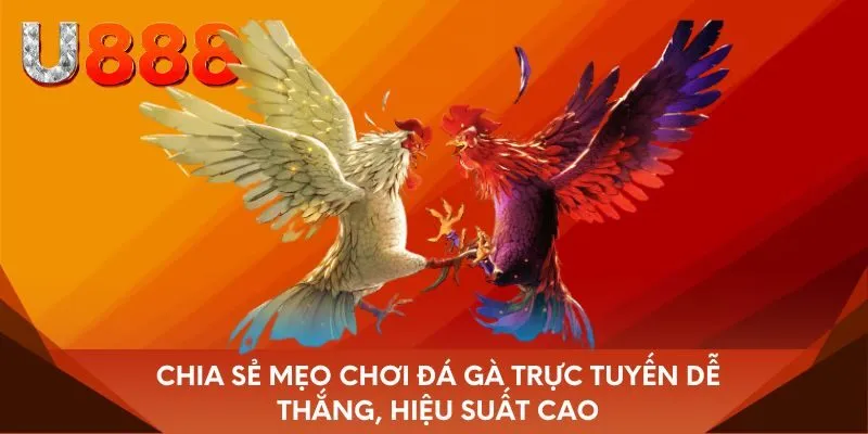 Chia sẻ mẹo chơi đá gà trực tuyến dễ thắng, hiệu suất cao