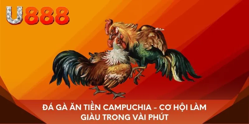 Đá gà ăn tiền Campuchia - Cơ hội làm giàu trong vài phút