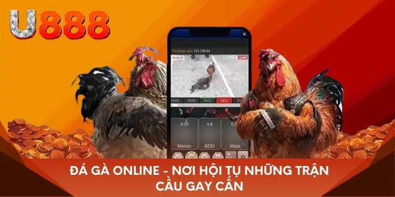 Đá Gà Online - Nơi hội tụ những trận cầu gay cấn