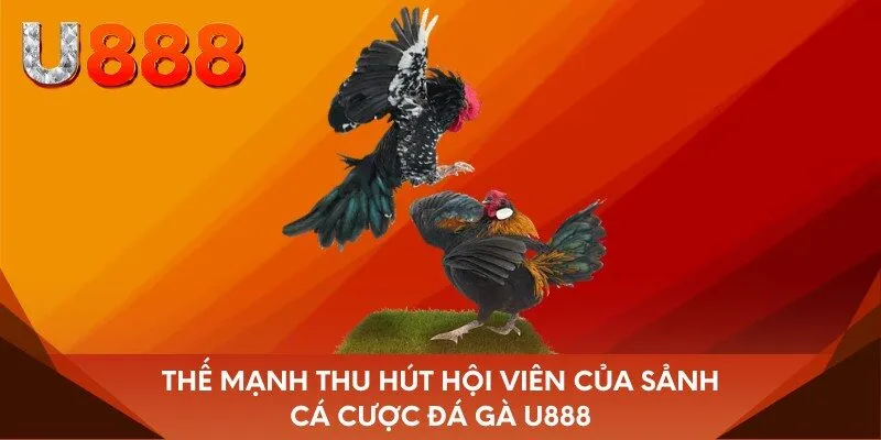 Thế mạnh thu hút hội viên của sảnh cá cược đá gà U888